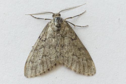 Tephronia sepiaria